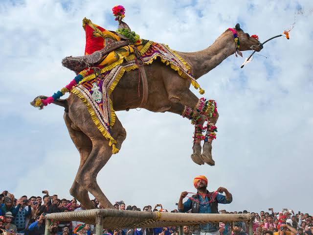 Bikaner Camel Festival